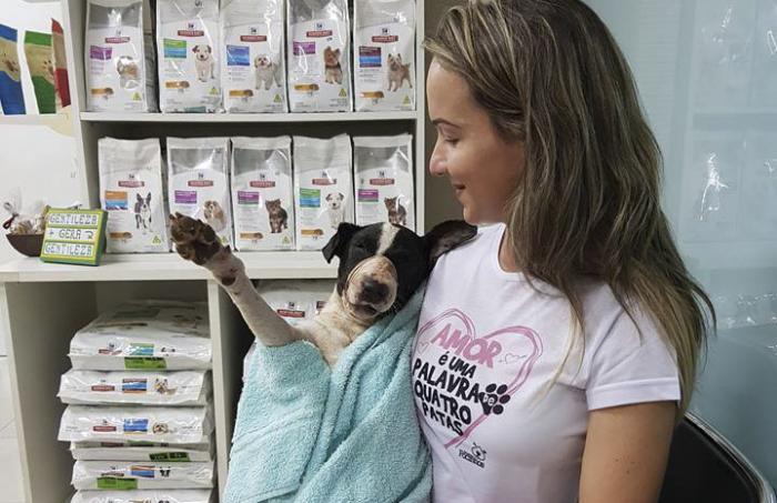 ONG Amamos Focinhos interna em Guaíba cão atropelado por máquina da Prefeitura de São Jerônimo